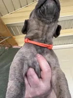 Orange blue brindle  FULL AKC, a male Great Dane for sale in Jackson, SC – Photo 6 of 9