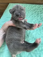 Orange blue brindle , a male Great Dane for sale in Jackson, SC – Photo 1 of 4