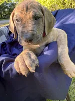 BLUE BRINDLE Full AKC, a female Great Dane for sale in Jackson, SC – Photo 3 of 8