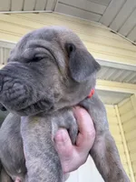 Orange blue brindle  FULL AKC, a male Great Dane for sale in Jackson, SC – Photo 4 of 9