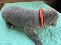 Orange blue brindle , a male Great Dane for sale in Jackson, SC – Photo 2 of 4