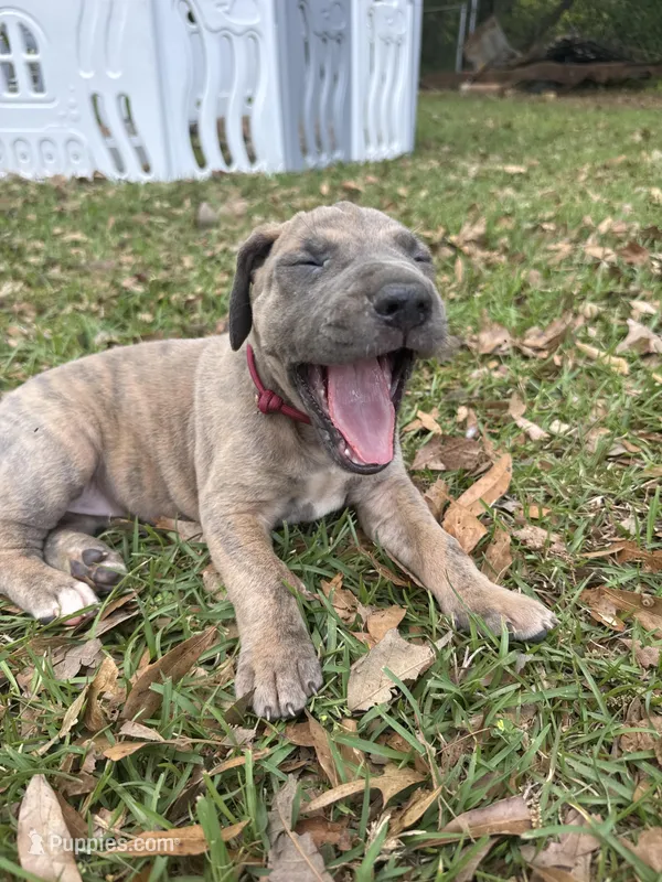 Dark Pink Blue Brindle Full AKC – Great Dane puppy for sale in Jackson, SC