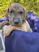BLUE BRINDLE Full AKC, a female Great Dane for sale in Jackson, SC – Photo 4 of 8
