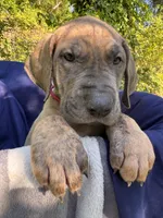 BLUE BRINDLE Full AKC, a female Great Dane for sale in Jackson, SC – Photo 2 of 8