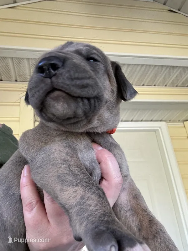 Orange blue brindle  – Great Dane puppy for sale in Jackson, SC