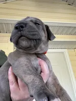 Orange blue brindle  FULL AKC, a male Great Dane for sale in Jackson, SC – Photo 1 of 9