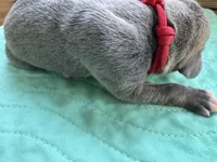 Red blue brindle , a male Great Dane for sale in Jackson, SC – Photo 6 of 6