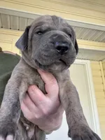 Orange blue brindle  FULL AKC, a male Great Dane for sale in Jackson, SC – Photo 2 of 9