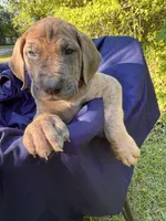 BLUE BRINDLE Full AKC, a female Great Dane for sale in Jackson, SC – Photo 6 of 8