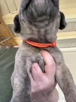 Orange blue brindle  FULL AKC, a male Great Dane for sale in Jackson, SC – Photo 3 of 9