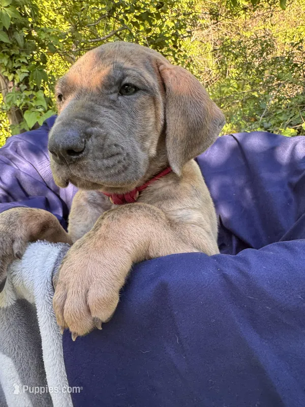 Dark Pink Blue Brindle Full AKC – Great Dane puppy for sale in Jackson, SC