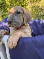BLUE BRINDLE Full AKC, a female Great Dane for sale in Jackson, SC – Photo 1 of 8