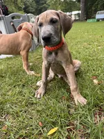 BLUE BRINDLE limited AKC, a male Great Dane for sale in Jackson, SC – 3 of 10