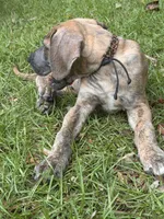 BLUE BRINDLE limited AKC, a male Great Dane for sale in Jackson, SC – 5 of 9