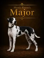Great Danes Due around November 1st, a  Great Dane for sale in Jackson, SC – 8 of 10
