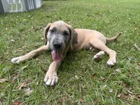 BLUE FAWN  Limited AKC, a male Great Dane for sale in Jackson, SC – 4 of 10