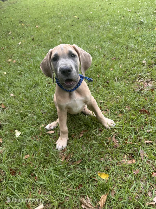BLUE FAWN  Limited AKC – Great Dane puppy for sale in Jackson, SC