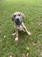 BLUE FAWN  Limited AKC, a male Great Dane for sale in Jackson, SC – 1 of 10