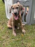 BLUE BRINDLE limited AKC, a male Great Dane for sale in Jackson, SC – 5 of 10