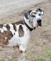 Purple blue fawn female, a female Great Dane for sale in Jackson, SC – Photo 7 of 8