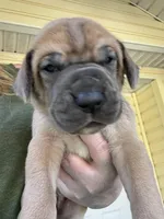 Purple blue fawn female, a female Great Dane for sale in Jackson, SC – Photo 2 of 8
