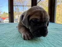 Purple blue fawn female, a female Great Dane for sale in Jackson, SC – Photo 4 of 8