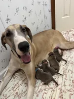 Purple blue fawn female, a female Great Dane for sale in Jackson, SC – Photo 8 of 8