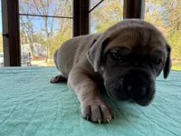 Purple blue fawn female, a female Great Dane for sale in Jackson, SC – Photo 5 of 8