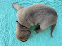 Purple blue fawn female, a female Great Dane for sale in Jackson, SC – Photo 6 of 8