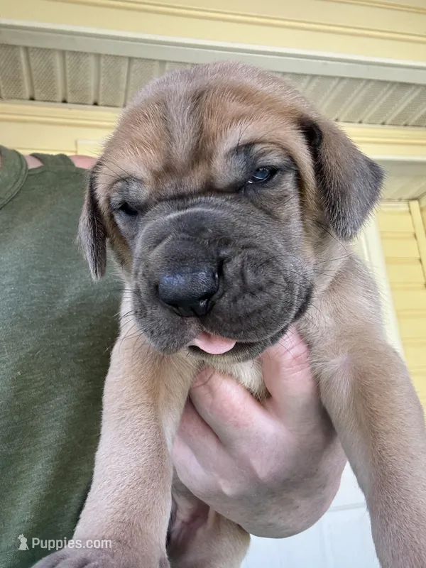 Purple blue fawn female – Great Dane puppy for sale in Jackson, SC