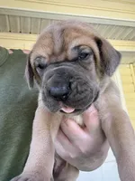 Purple blue fawn female, a female Great Dane for sale in Jackson, SC – Photo 1 of 8