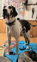 Great Danes Due around November 1st, a  Great Dane for sale in Jackson, SC – 7 of 10