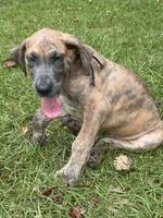 BLUE BRINDLE limited AKC, a male Great Dane for sale in Jackson, SC – 8 of 9