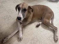 Great Danes Due around November 1st, a  Great Dane for sale in Jackson, SC – 9 of 10