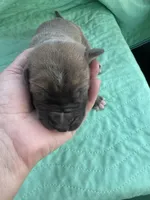 Light Blue boy Blue fawn, a male Great Dane for sale in Jackson, SC – Photo 2 of 5