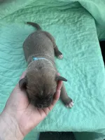 Light Blue boy Blue fawn, a male Great Dane for sale in Jackson, SC – Photo 4 of 5