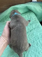 Light Blue boy Blue fawn, a male Great Dane for sale in Jackson, SC – Photo 5 of 5