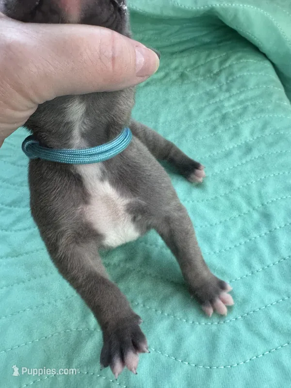 Light Blue boy Blue fawn – Great Dane puppy for sale in Jackson, SC