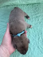 Light Blue boy Blue fawn, a male Great Dane for sale in Jackson, SC – Photo 3 of 5