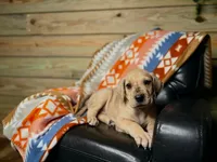 Girl 3-Florida, a female Great Dane for sale in Jackson, SC – Photo 2 of 2