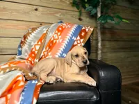 Girl 3-Florida, a female Great Dane for sale in Jackson, SC – Photo 1 of 2