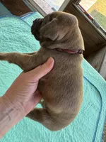 Burgandy Boy Blue Brindle , a male Great Dane for sale in Jackson, SC – Photo 3 of 8