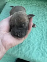 Burgandy Boy Blue Brindle , a male Great Dane for sale in Jackson, SC – Photo 2 of 5