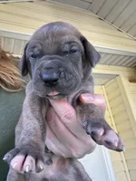 Burgandy Boy Blue Brindle , a male Great Dane for sale in Jackson, SC – Photo 1 of 8