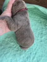 Burgandy Boy Blue Brindle , a male Great Dane for sale in Jackson, SC – Photo 3 of 5