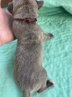 Burgandy Boy Blue Brindle , a male Great Dane for sale in Jackson, SC – Photo 5 of 5