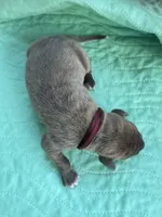 Burgandy Boy Blue Brindle , a male Great Dane for sale in Jackson, SC – Photo 4 of 5