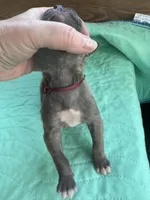 Burgandy Boy Blue Brindle , a male Great Dane for sale in Jackson, SC – Photo 1 of 5