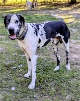 Great Danes Due around November 1st, a  Great Dane for sale in Jackson, SC – 2 of 10