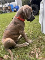 BLUE BRINDLE limited AKC, a male Great Dane for sale in Jackson, SC – 6 of 10